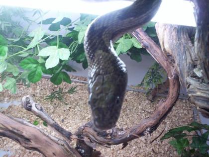 Graue Erdnatter Pantherophis obsoleta spiloides