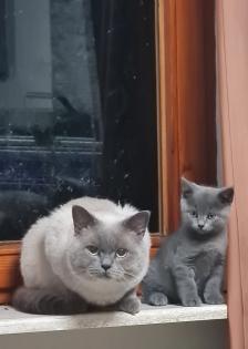 BKH Kitten suchen ein Zuhause