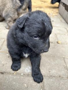 Welpen Bordercollie x Harzer Fuchs