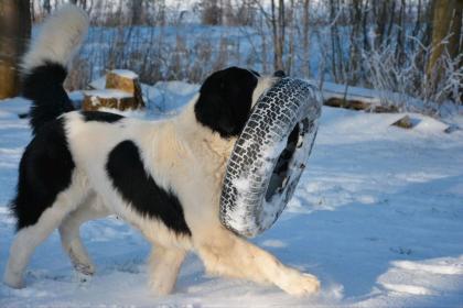 Landseer Pärchen