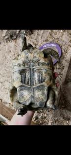 Maurische Landschildkröten