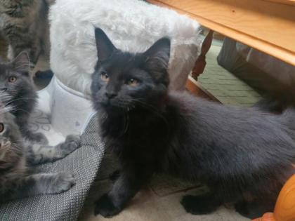Main Coon Kitten suchen liebevolles Zuhause
