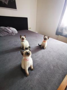Siam kitten suchen ihr neues Zuhause