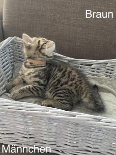 BKH-Silver/Golden Tabby Kitten suchen neues zuhause