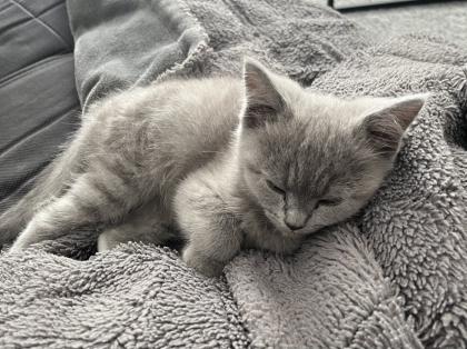 BKH Kitten Blue Katzenbaby grau