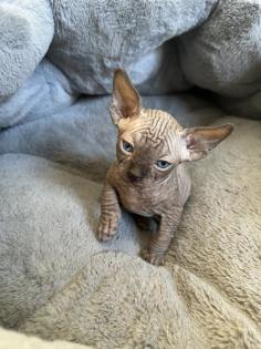 Sphynx Elf Sphynx Kitten Katzenbabys Nacktkatze