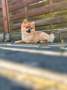 Pomeranian/Spitz Rüde