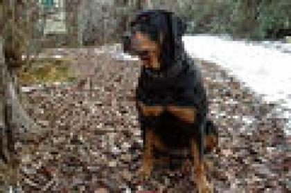 Jessy, Rottweiler Hündin und ihr dragisches Schicksal