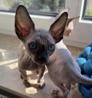 Reinrassige Canadian Sphynx Kitten mit Tasthaaren
