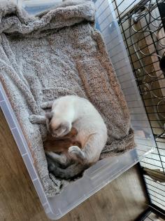 Birma-Hauskatze Mix 1Kater 1Kätzin Kitten