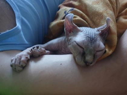 Sphynx Elf Katze Canadian Sphynx