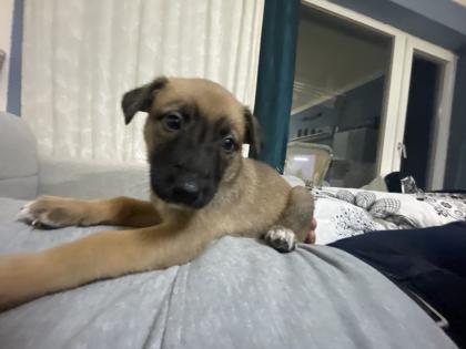 11 Süße Malinois Welpen suchen ein neues Zuhause
