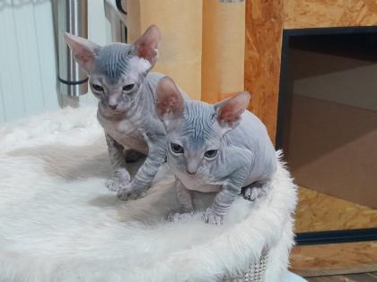 Don Sphynx Kitten abgabebereit