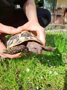 Griechische Landschildkröte, männlich, erwachsen