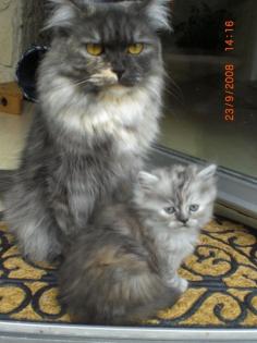 Traumhafte Perser-Maine Coon Maus sucht noch ein Zuhause