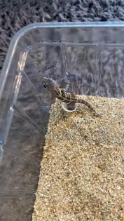 Dringend Madagaskar Großkopfgecko