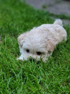 Süße Maltipoo Welpen