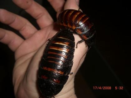Madagaskar Riesen Fauchscharben