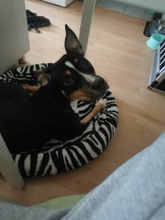 Notfellchen cookie sucht ihre Menschen