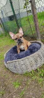 Französische Bulldoggen Welpen .