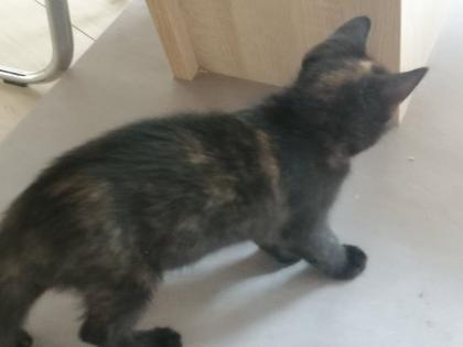 BKH-Mix Kitten 2x w und 1x m