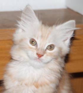 Traumhaft schöne Main Coon Katerchen