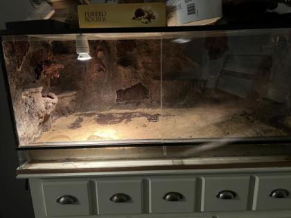 Zuchtgruppe Leopardgeckos mit Terrarium