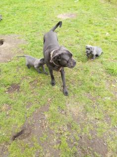 Tolle Cane Corso Welpen