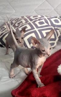 Don Sphinx Kitten