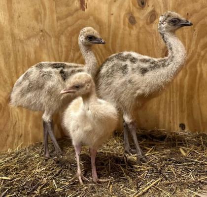 Dromaius novaehollandiae Emu