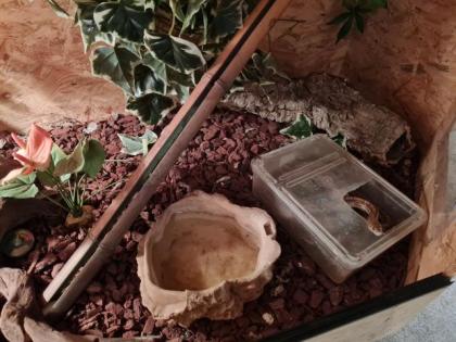 Kornnattern mit Terrarium