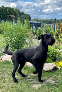 Zwei Riesenschnauzer-Welpen