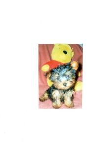 Yorkshire-Terrier Welpen