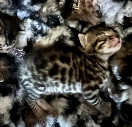 Bengalen aus liebevoller Zucht mit TICA-Stammbaum melanistic und brown spotted