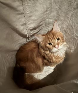 Maine Coon Kater Rot