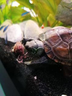 Chinesische Dreikielschildkröte