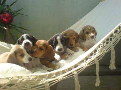 Beagle- Mix- Welpen, sechs prachtvolle Schlappohren zu verkaufen