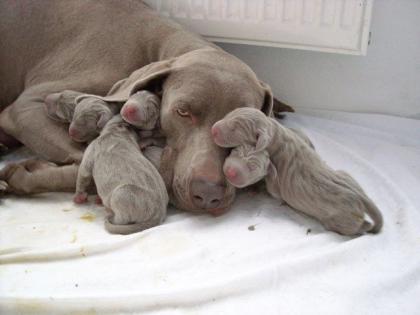 Biete Welpen der Weimaraner kurzhaar mit Ahnentafel