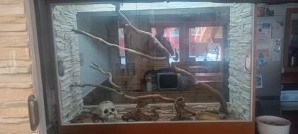 10 Kornnattern incl. Terrarien