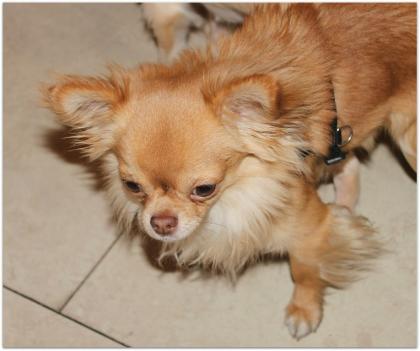 Hochtypvoller Chihuahua DECKRÜDE KEIN VERKAUF 1, 6 kg