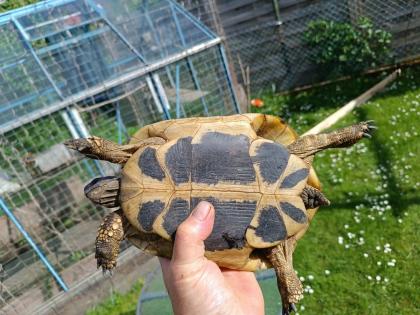 Junges erwachsenes Weibchen, griechische Landschildkröte mit Gelege