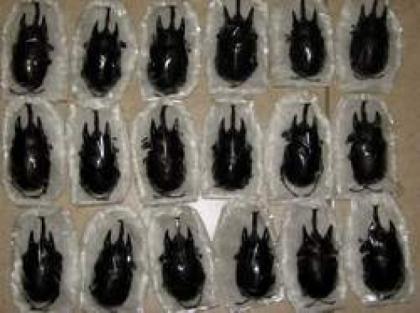 Megasona Sleeperi, Megasoma Acteon, Goliathus