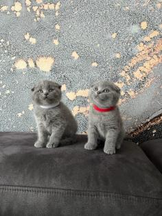 Süsse BKH Kitten Mix suchen neues Zuhause