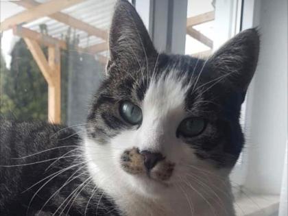 Kater /Katze vermisst, entlaufen, gesucht