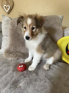 Süße Sheltie Welpen suchen einen Platz zum kuscheln