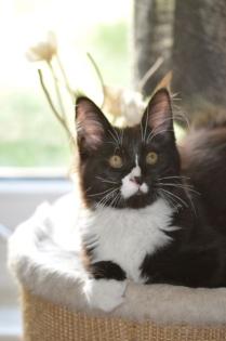 Maine Coon Kitten hat den Koffer gepackt.