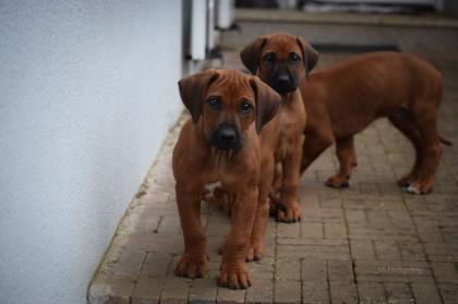 Noch 2 Rüden und 1 Hündin frei Wunderschöne red wheaten Rhodesian Ridgeback Welpen