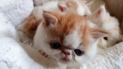 Exotic Shorthair und Perserkätzchen