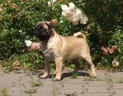 MOPS WELPE