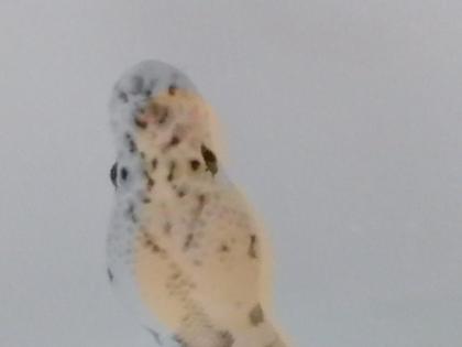 0. 1 Königspython Phython regius Clown